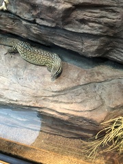 Varanus acanthurus