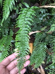 Hymenasplenium
