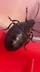 Arima marginata