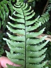 Hymenasplenium