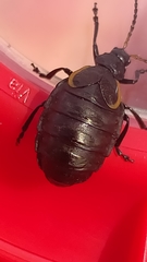 Arima marginata