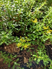 Sedum bulbiferum