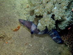 Conger cinereus
