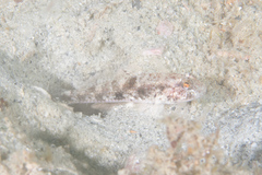Gobiinae