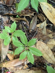 Pinellia pedatisecta