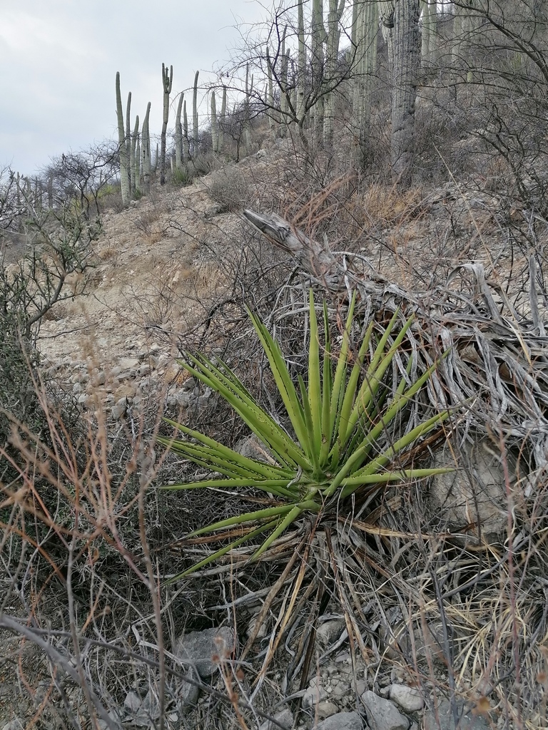 Agave karwinskii, Barrio San Isidro, Zapotitlán Salinas, Pue., México