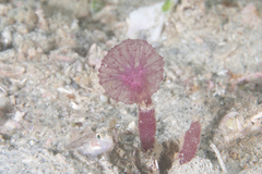 Oceanapia sagittaria
