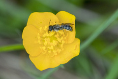 Chelostoma florisomne