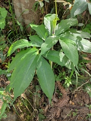 Pinellia pedatisecta