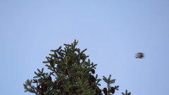 Picea obovata