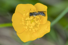 Chelostoma florisomne