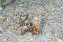 Thaumoctopus mimicus