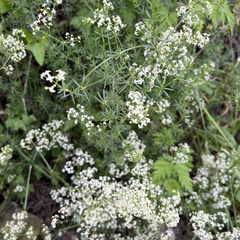 Galium lucidum
