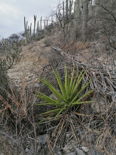 Agave karwinskii