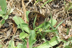 Paramacera xicaque xicaque
