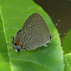 Satyrium kingi