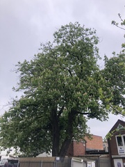 Aesculus hippocastanum