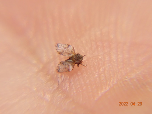 Polukrilci (Hemiptera)