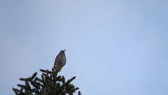 Turdus iliacus