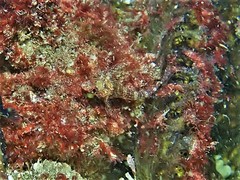 Helcogramma decurrens
