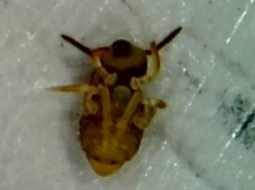 Sminthurides aquaticus