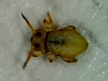 Sminthurides aquaticus