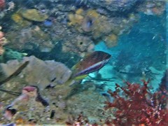 Pseudolabrus biserialis