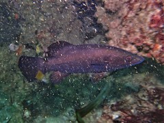 Psammoperca datnioides