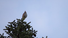 Turdus iliacus