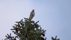 Turdus iliacus