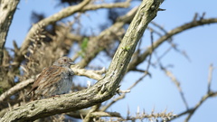 Prunella modularis occidentalis