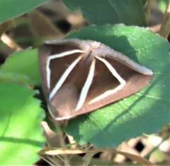 Chalciope delta