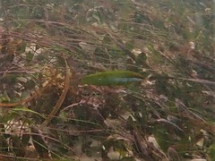 Halichoeres brownfieldi