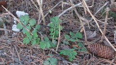Chelidonium majus