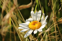 Anthemis arvensis