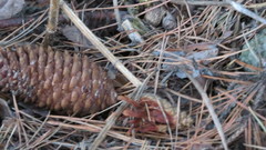 Picea obovata