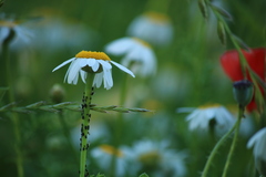 Anthemis arvensis