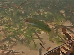 Halichoeres brownfieldi