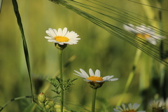 Anthemis arvensis
