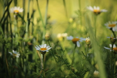 Anthemis arvensis