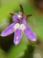 Lobelia alsinoides