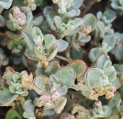 Chenopodium desertorum