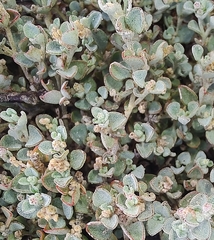 Chenopodium desertorum