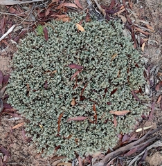 Chenopodium desertorum