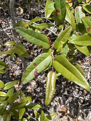Coccoloba microstachya
