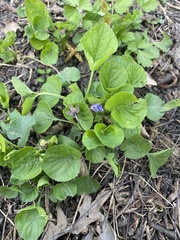 Viola odorata