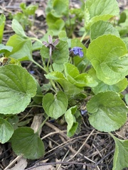 Viola odorata