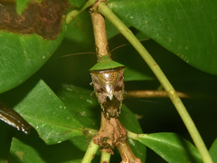 Hypoxys balteatus