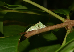 Hypoxys balteatus