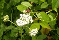 Stictoleptura cordigera